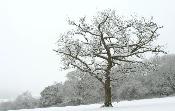 Картинка зима, снег, деревья, пейзажи, зимние обои