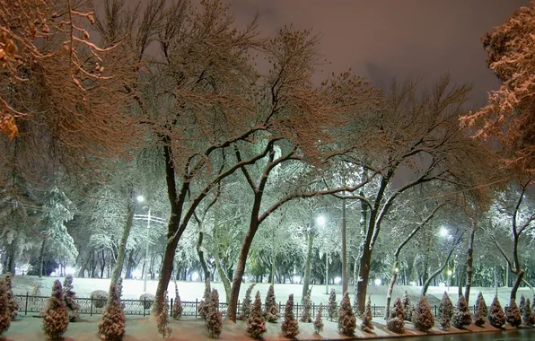 Картинка зима, иней, свет, снег, деревья, улица, елка, ель