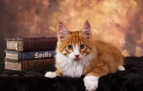 Кошка, взгляд, поза, котенок, фон, книги, рыжий, мордочка