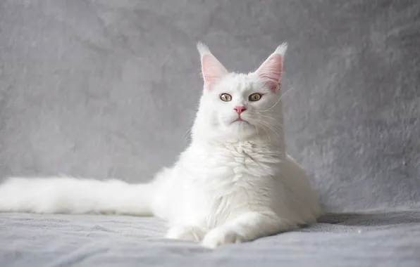 Кошка, белый, кот, взгляд, морда, поза, хвост, лежит