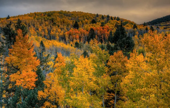 Картинка осень, лес, небо, деревья, горы, тучи