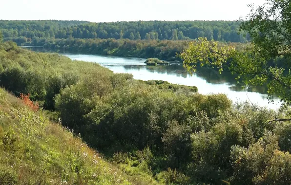 Россия, тайга, Сибирь, лес.вода, Река ЯЯ, Томская область