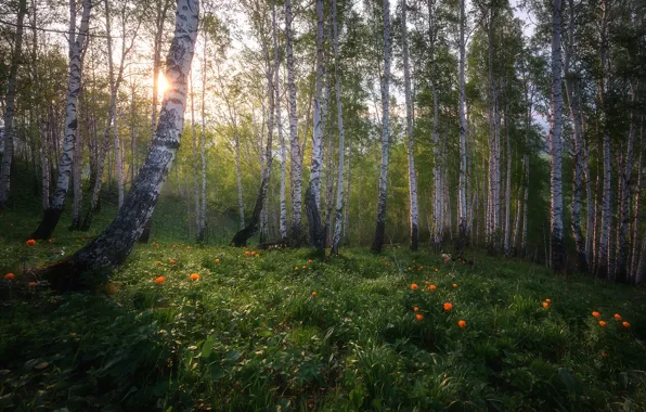 Картинка солнце, весна, берёзы, роща