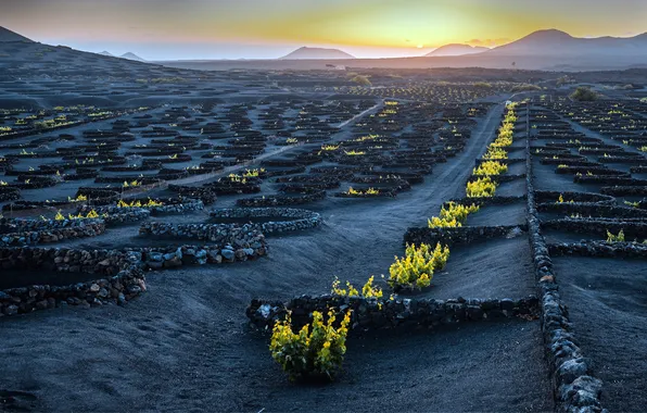 Картинка Испания, Spain, Канарские острова, Canary Islands, Volcanic Vineyard Lanzarote, Вулканический виноградник Лансароте