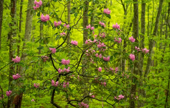 Картинка лес, деревья, Babcock State Park, цветки, рододендрон, West Virginia, Западная Виргиния, Парк Бэбкок