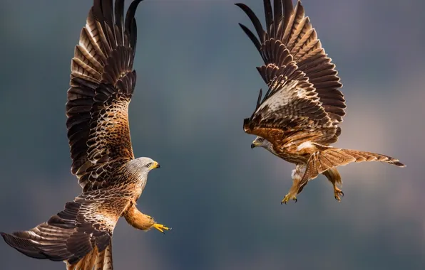 Картинка flight, feathers, eagles
