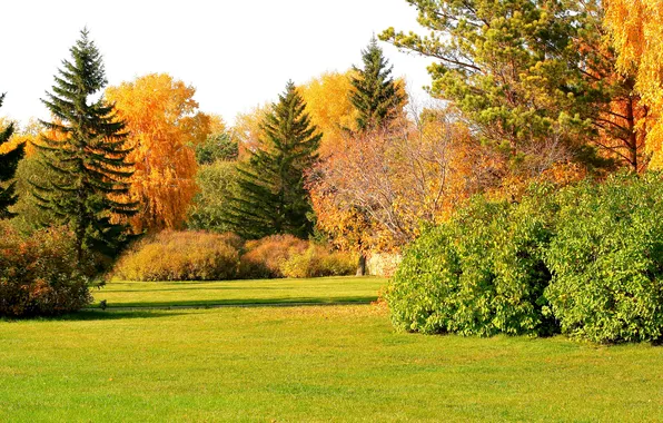 Картинка осень, трава, солнце, деревья, парк, поляна, кусты, лужайка