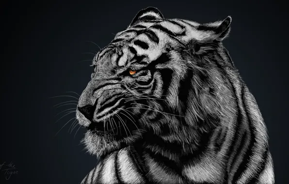 Картинка черно-белое, черный фон, белый тигр