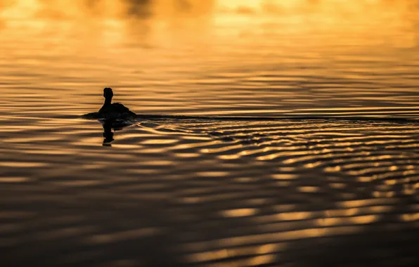 Water, sunlight, ripples, swimming, Goose