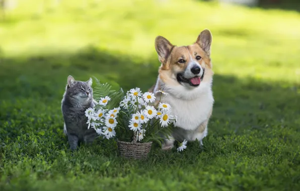 Кошка, кот, природа, собака, корги