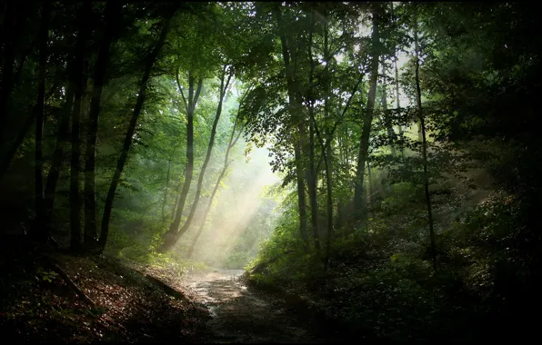 Картинка дорога, лес, свет, природа