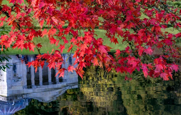 Картинка осень, листья, ветки, озеро, отражение, Англия, клён, Стурхед