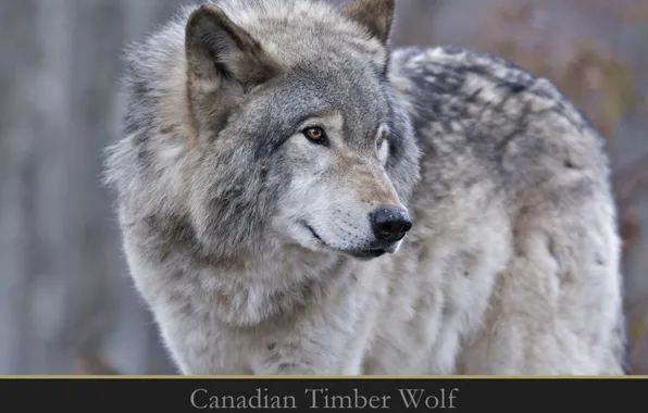 Картинка nature, predator, animal, wolf, wildlife, portrait, portrait., Canis lupus. face