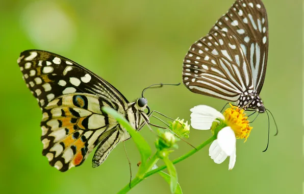Цветок, узор, бабочка, крылья, пара, мотылек