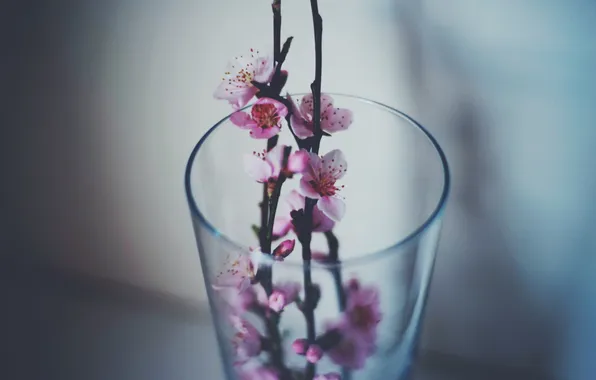 Картинка цветы, стакан, ветка, лепестки
