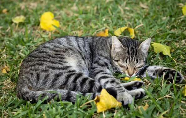 Кошка, трава, кот, природа, поза, серый, отдых, поляна