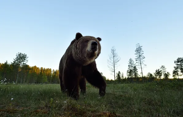 Поле, лес, небо, морда, медведь, прогулка