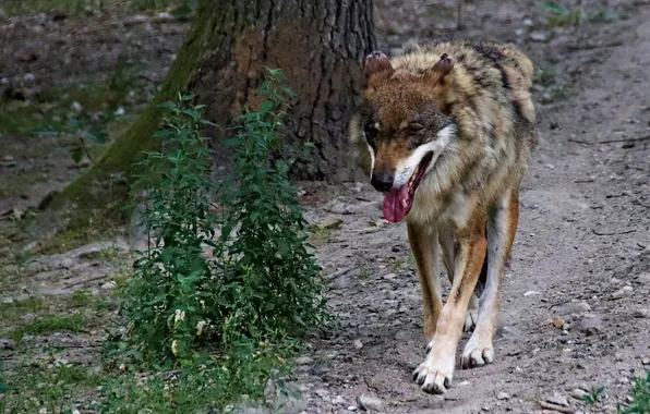 Nature, snow, predator, face, animal, wolf, wolves, wildlife