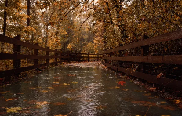 Картинка осень, лес, листья, капли, мост, природа, дождь, лужа