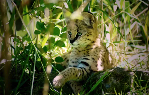 Картинка хищник, сервал, кустарниковая кошка, leptailurus serval