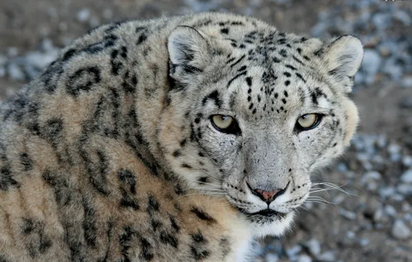 Взгляд, морда, хищник, ирбис, снежный барс, snow leopard
