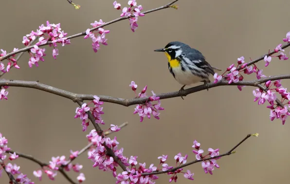 Картинка деревья, цветы, ветки, фон, птица, боке, Yellow-throated Warbler