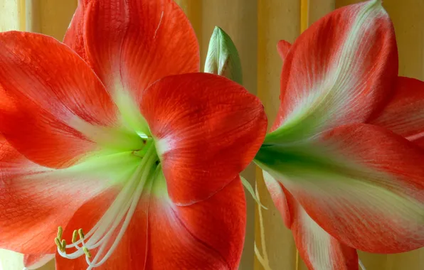 Цветы, природа, растение, лепестки