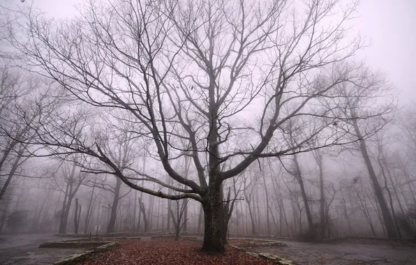 Картинка туман, парк, дерево