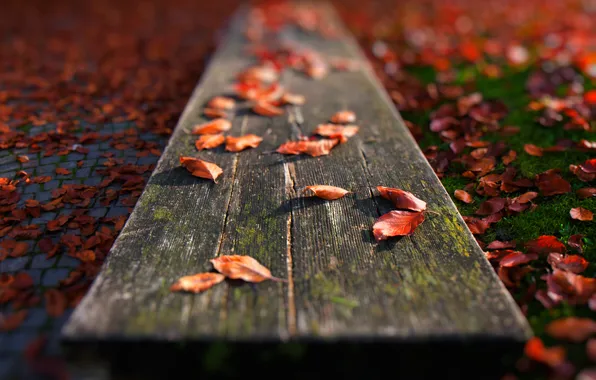 Картинка осень, трава, листья, скамья