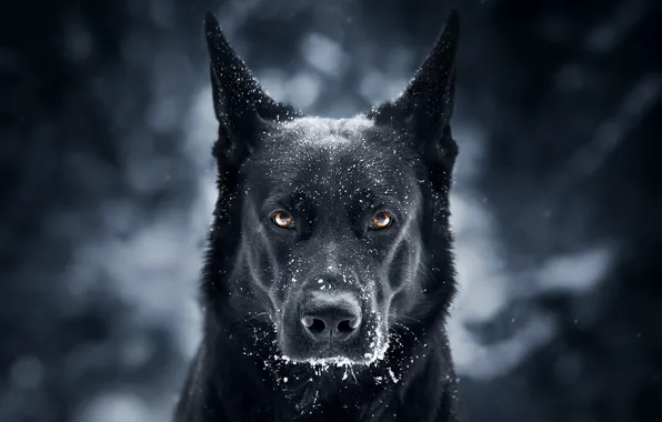 Картинка взгляд, морда, снег, фон, собака, Немецкая овчарка