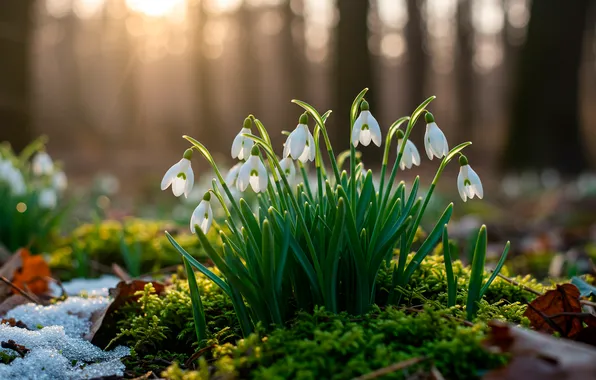 Лес, солнце, мох, весна, подснежники, forest, sun, bokeh