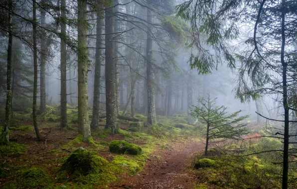 Тропинка, природа, туман, деревья, лес