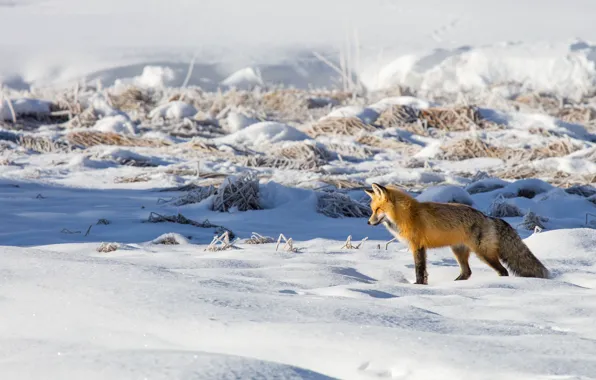 Картинка зима, поле, свет, снег, лиса, сугробы, рыжая, дикая природа
