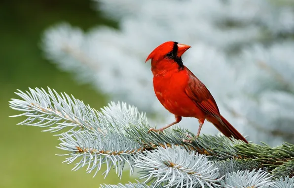 Картинка красный, птица, ель, хвоя, кардинал