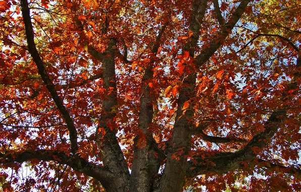 Осень, дерево, дуб, Oakfall