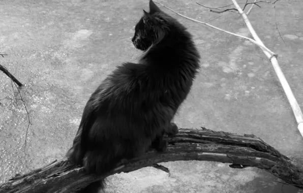 Кот, природа, черно-белый, черный, сидит