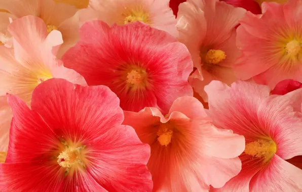 Flower, blooming, hollyhocks