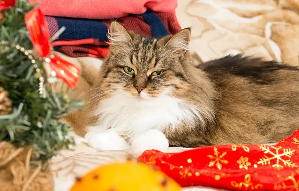 Кошка, кот, взгляд, поза, портрет, Рождество, Новый год, лежит