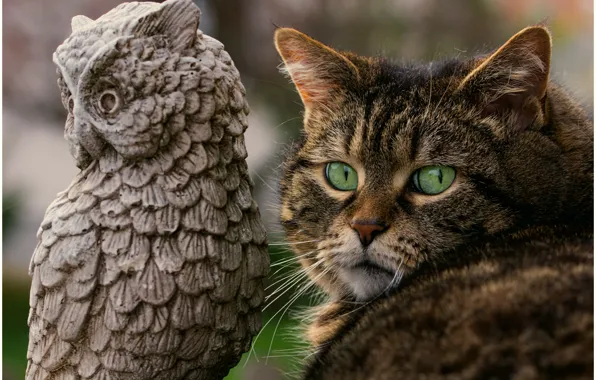Картинка кошка, кот, сова, мордочка, зелёные глаза