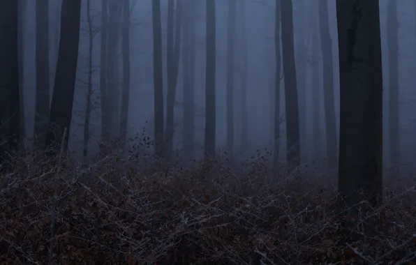 Картинка лес, деревья, ночь, природа, туман, сумерки, Niklas Hamisch