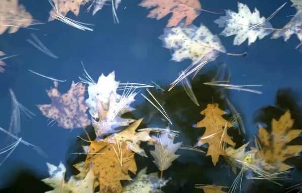 Картинка осень, вода, Листья