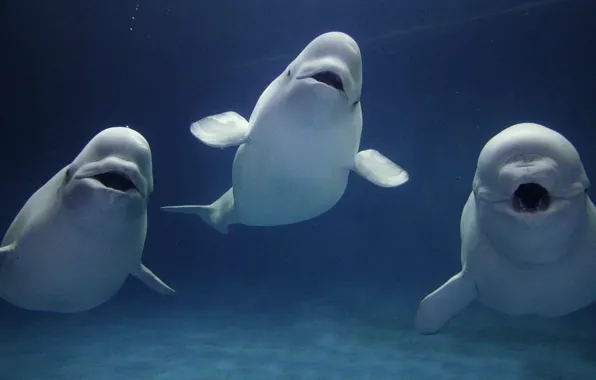 Картинка Animals, three white beluga whales, Three Beluga Whales in Water