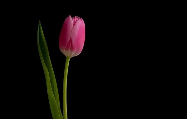 Цветок, природа, тюльпан