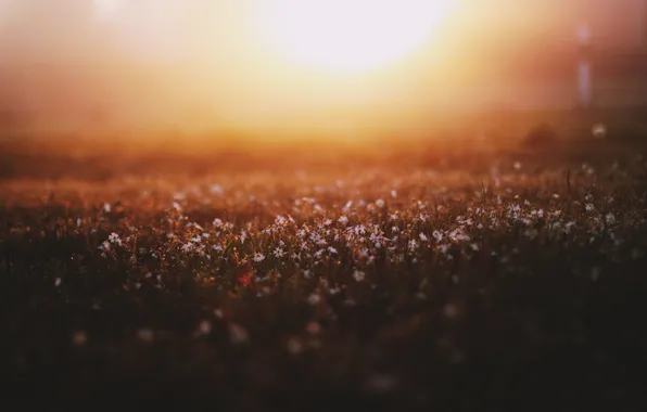 Картинка свет, цветы, туман, поляна, весна, утро