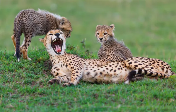 Картинка animals, speed, africa, fun, cubs, cheetahs