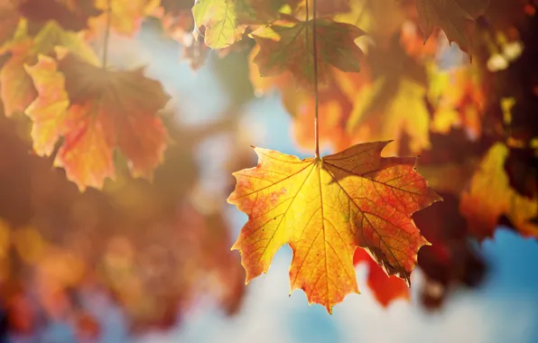 Картинка осень, листья, солнце, макро, свет, ветки, лист, дерево, оранжевые, клен