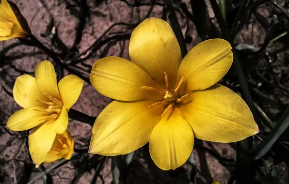 Yellow, Spring, Tulips, Petals, yellow tulips, Yellow tulips, Wild Tulips