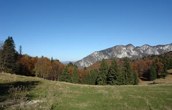 Trees, nature, mountains, fall