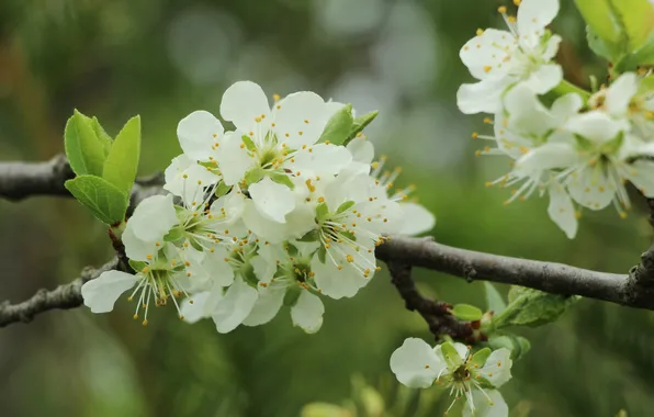 White, flowers, twig