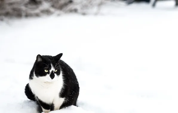 Картинка зима, кошка, снег, черная, белая, сидит